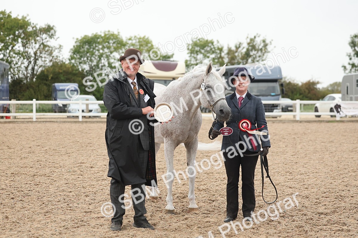 SBM_19432 - Class 317 - IH Pure Bred Horse-Pony