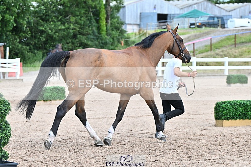 240718A-105308-01614 - Trot Up 1pm to 2pm