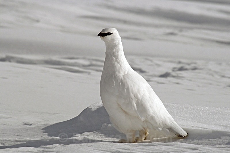 Grouse 2559 - Wildlife