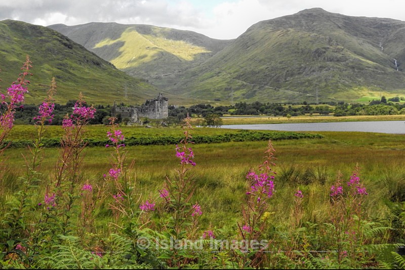 Kilchurn Castle amongst the Rosebay Willow herb. - Kilchurn Castle