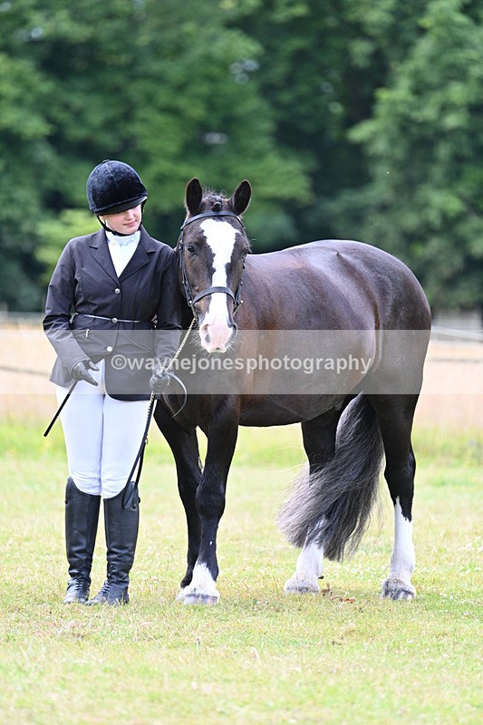 WJ7_7128 - Class 5a Most Handsome Gelding in Hand
