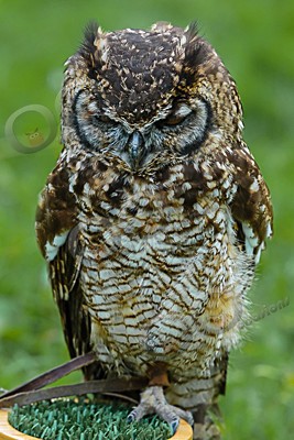 african spotted eagle owl Bubo africanus-6903 - Our Birds