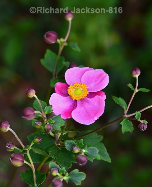 Hybrid Anemone - Flowers