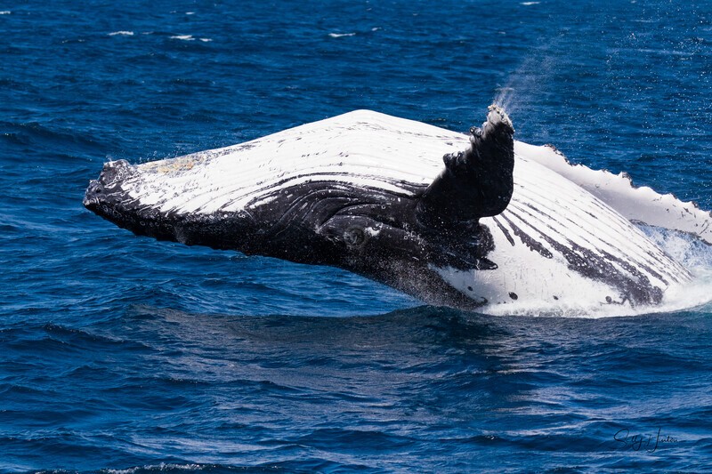 Fingal Breach 2 0A3A3884 - Humpback Whales