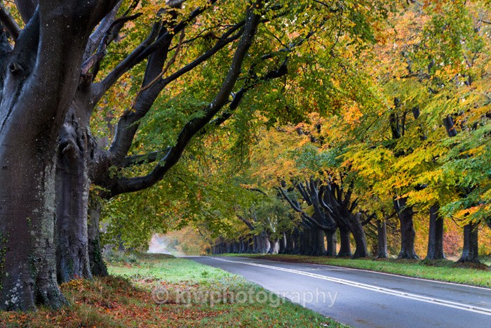 Beech Tree Avenue - Gallery 5