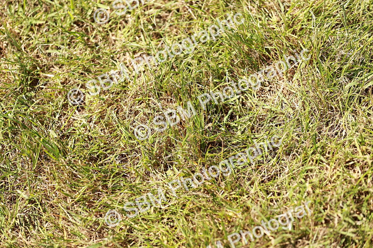 SBM_05600 - Class 41-45 - Riding Pony-Hunter Pony Breeding