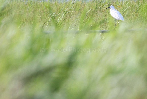  - Birds, swans and gulls