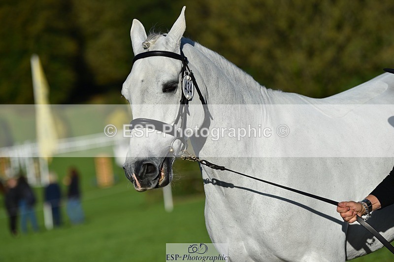 231022-095750-22146 - 434-SPINK.BUSTER-Sue.Parkes-TrotUp+SJ