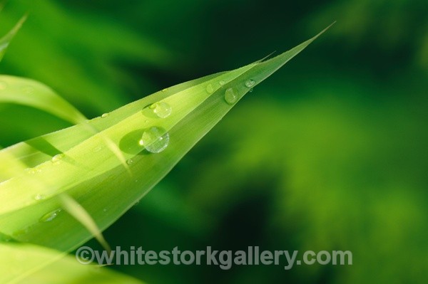 Morning Dew - Up Close !