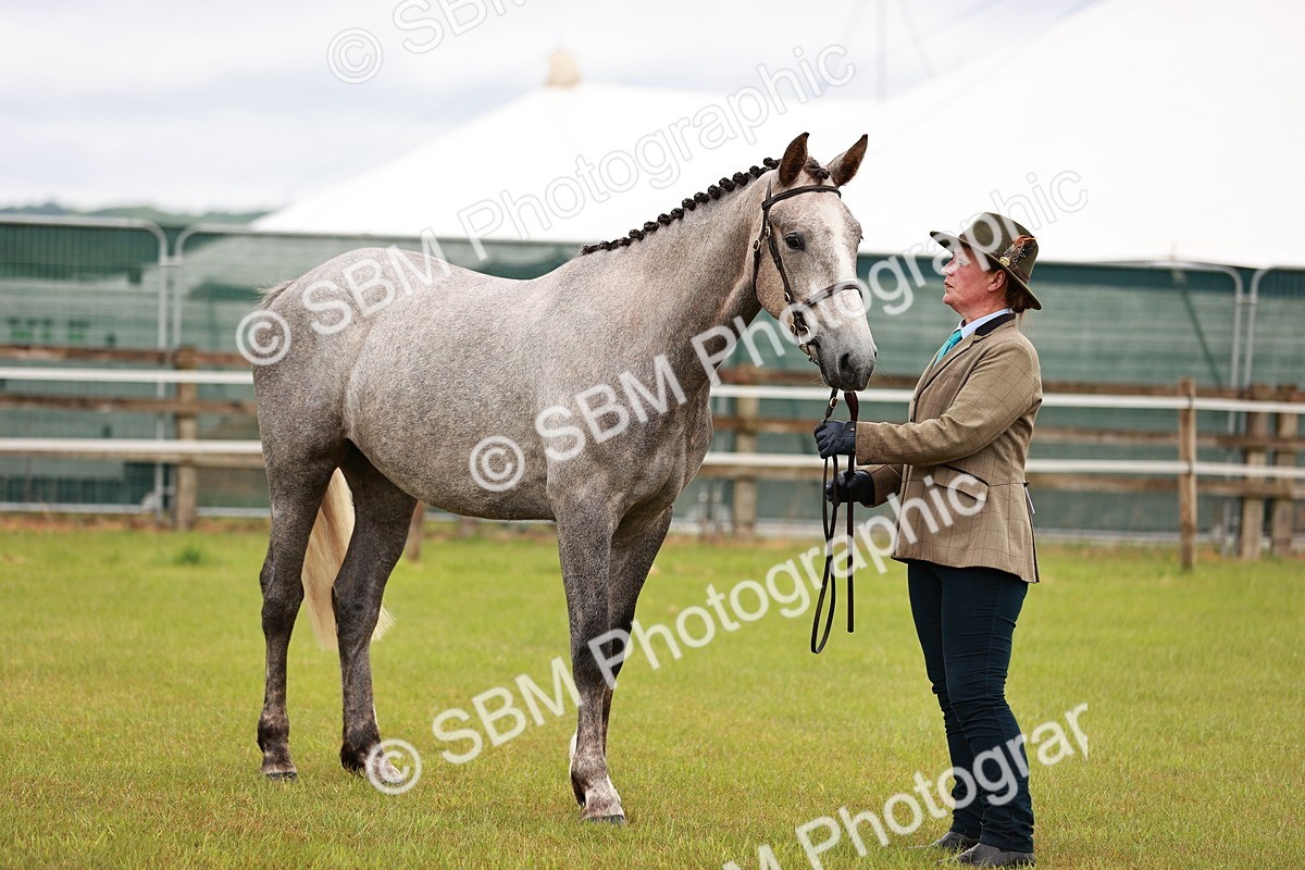 SBM_00706 - Class 26-30 Sport Horse In Hand