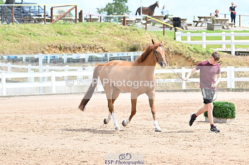 240717A-144500-02257 - Trot Up 2pm to 3pm - This folder is not in time order