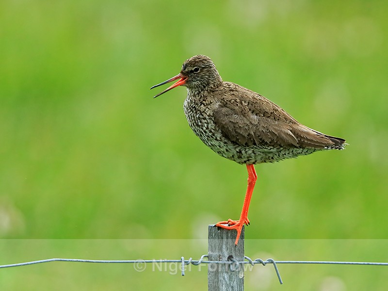 Redshank calling, Hotel Raudaskrida, Iceland - Redshank