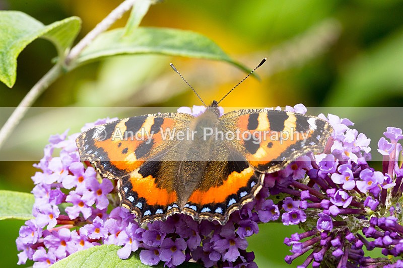 20150802-3K8A9143 - Butterflies & Moths