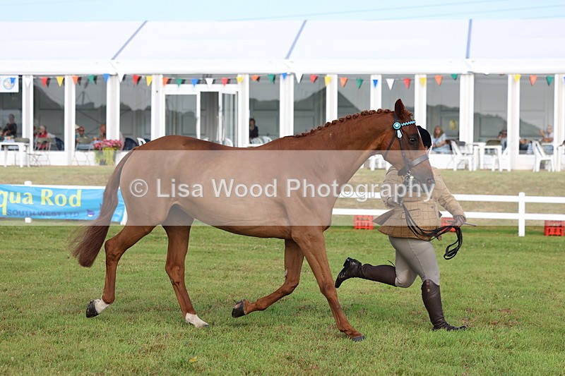 3E7A8363 - Class 2: Rising Star Large Hack/Riding Horse