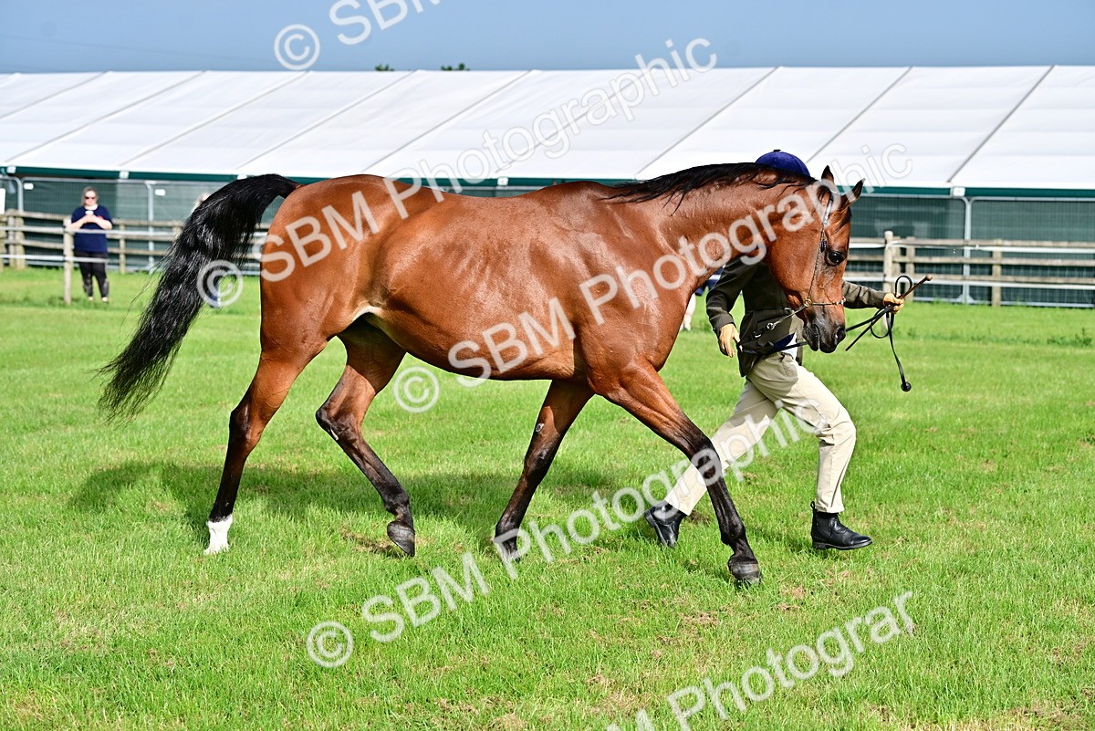 SBM_00007 - Class 46-49 - Arab and Part Bed-Anglo Arab In Hand