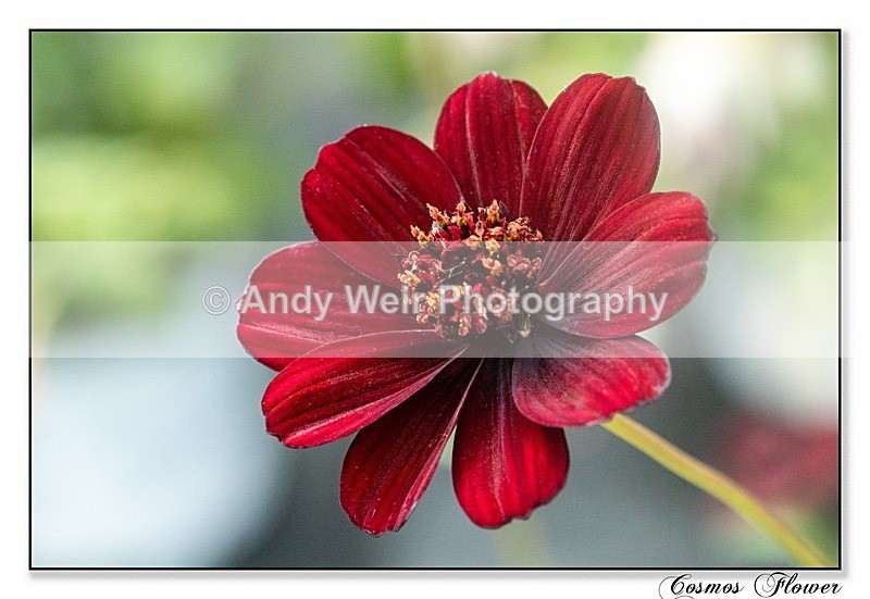 190716-untitled-1L4A2443-Edit - Plants & Flowers