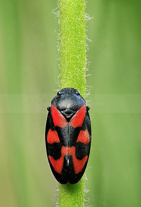 Froghopper bug
