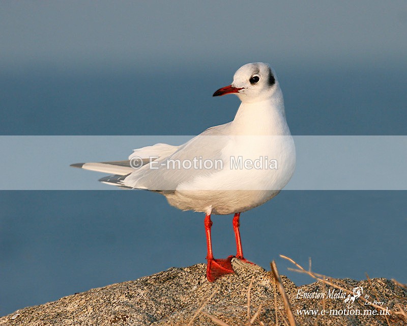 blkheaded-winter070106046 - Nature