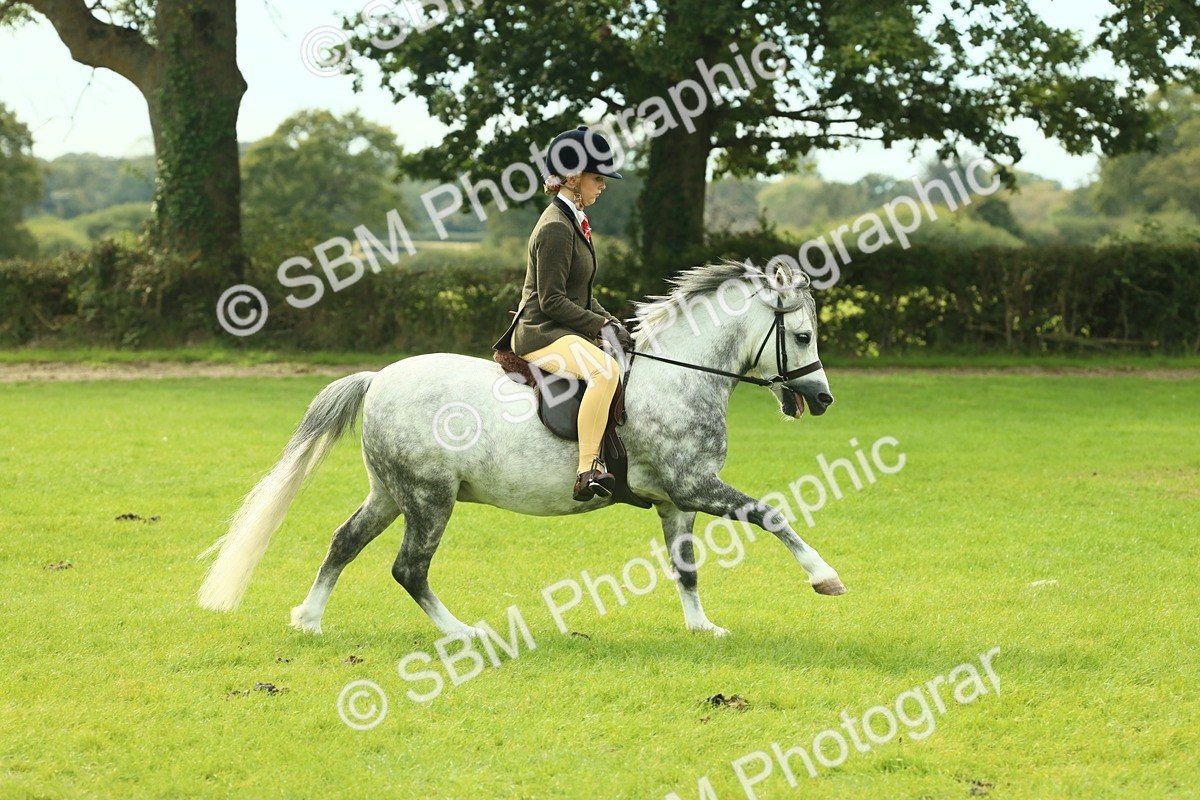 SBM_69819 - S59 - Mountain & Moorland Ridden Small Breeds