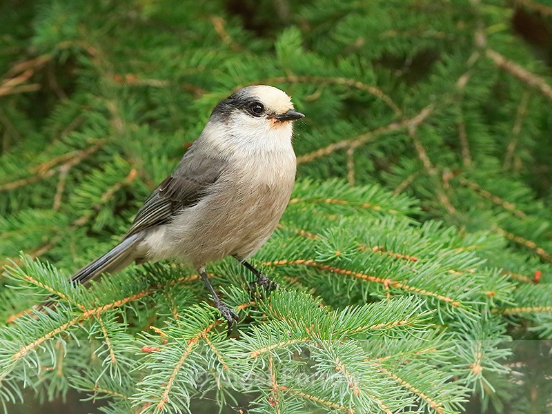 Grey Jay perched in a pine tree, Maligne Lake, Canada - Grey Jay