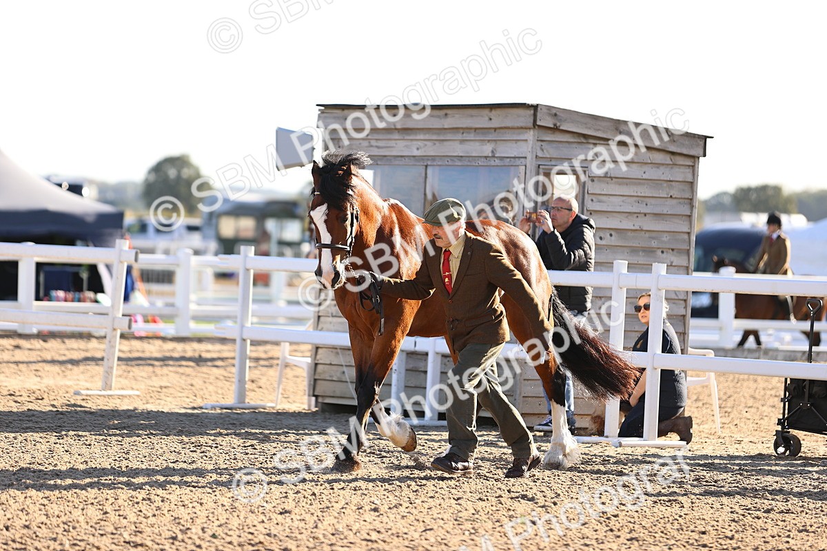 SBM_08361 - Class 401 - IH Veteran Horse