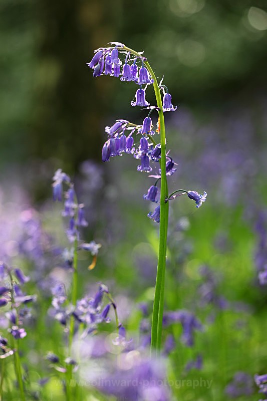 Backlit Bluebell, Houghall wood, Durham.   ref 5228 - County Durham
