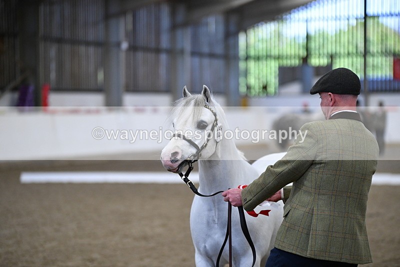 WJ5_5522 - Class 4 In hand M&M - small breeds