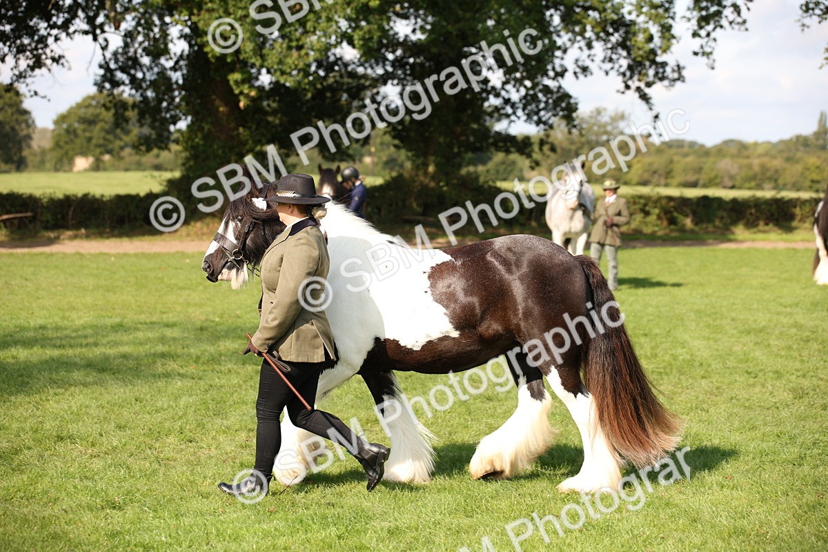 SBM_62233 - S55 - Traditional Cob In Hand