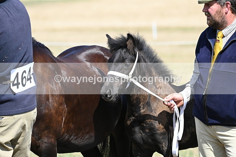 WJ6_5041 - Class 17 Mountain & Moorland