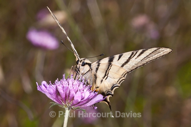 - Bugs: Butterflies