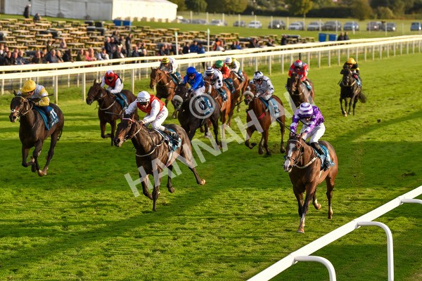 131023-Race 6-Wen Moon-9885 - Race 6 5.00pm Copper Knight - Winning Most Horse At York Handicap
