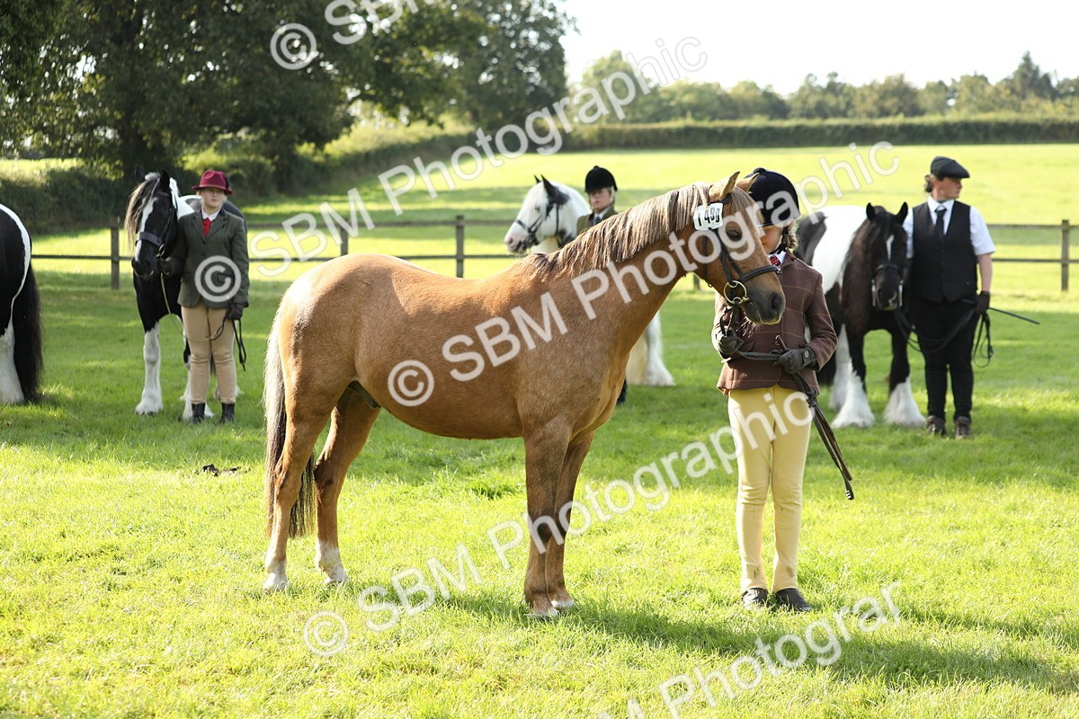 SBM_60947 - S43 - Coloured Pony In Hand