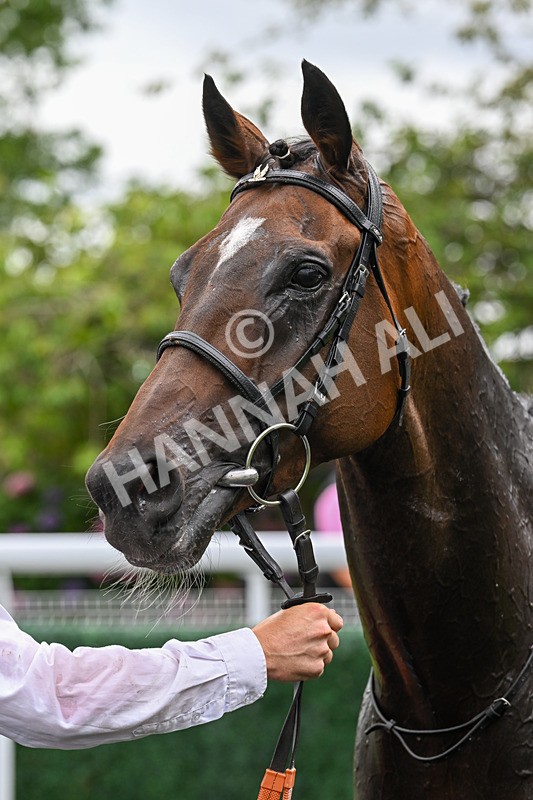 150824-Race 5-Pons Aelius-8363 - Race 5