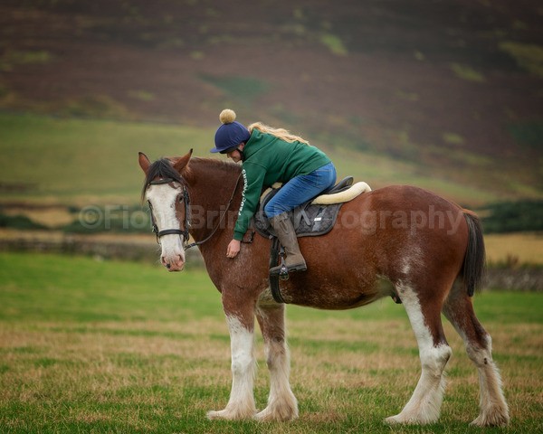 horses-11 - DGClydesdales