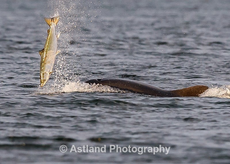 Astland Photography, Bird and Wildlife Images, Susan and Peter Wilson, U.K.