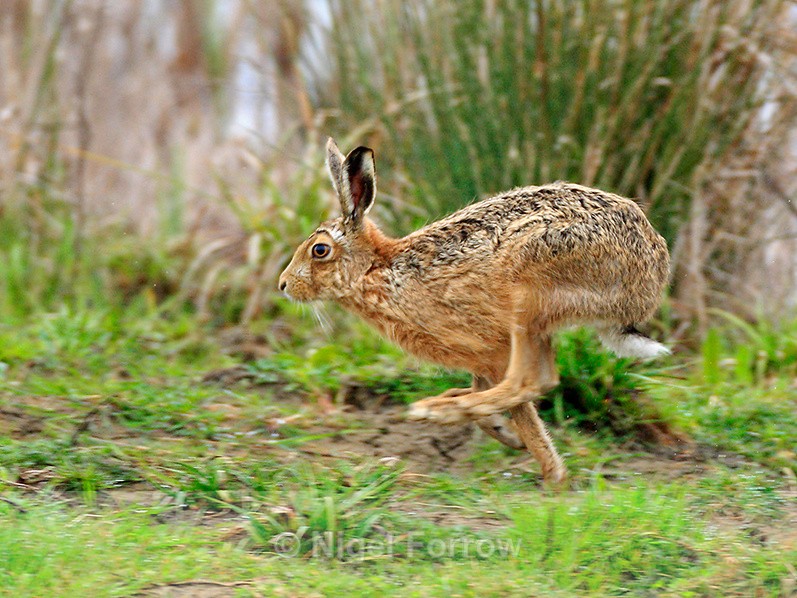 Brown Hare running on Big Otmoor - Hare