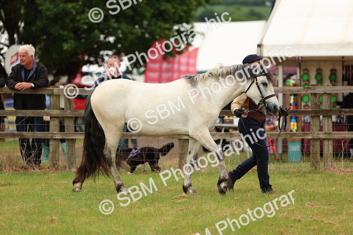 SBM_04094 - Class 64-67 - Shetland Pony In Hand