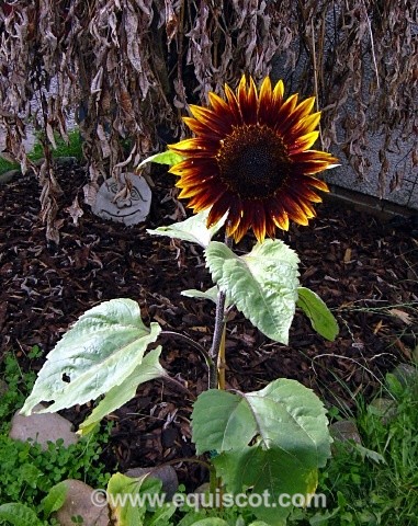  - Wildlife & Landscape