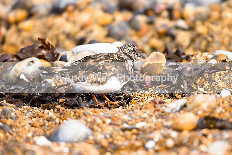 20140929-3K8A5806 - Turnstone