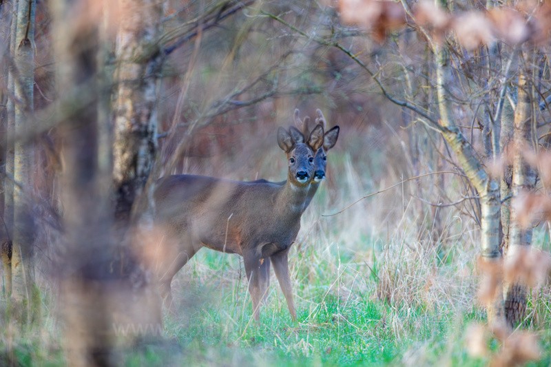 Male and Female Roe deers.           Ref 3666 - macro and nature.