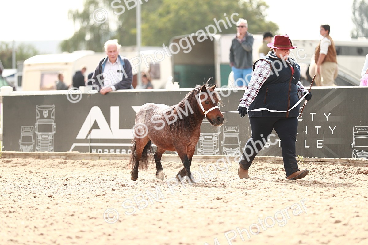 SBM_11818 - Class 206 IH Non Show Type Pony