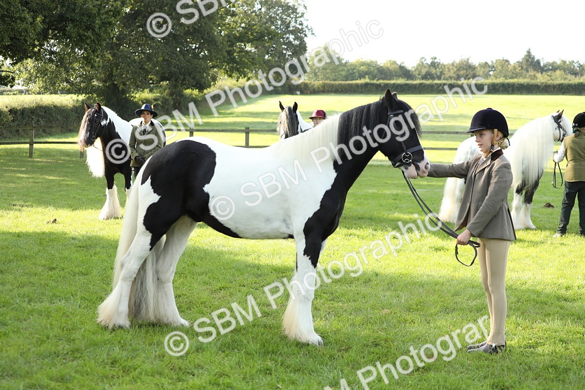 SBM_60924 - S43 - Coloured Pony In Hand