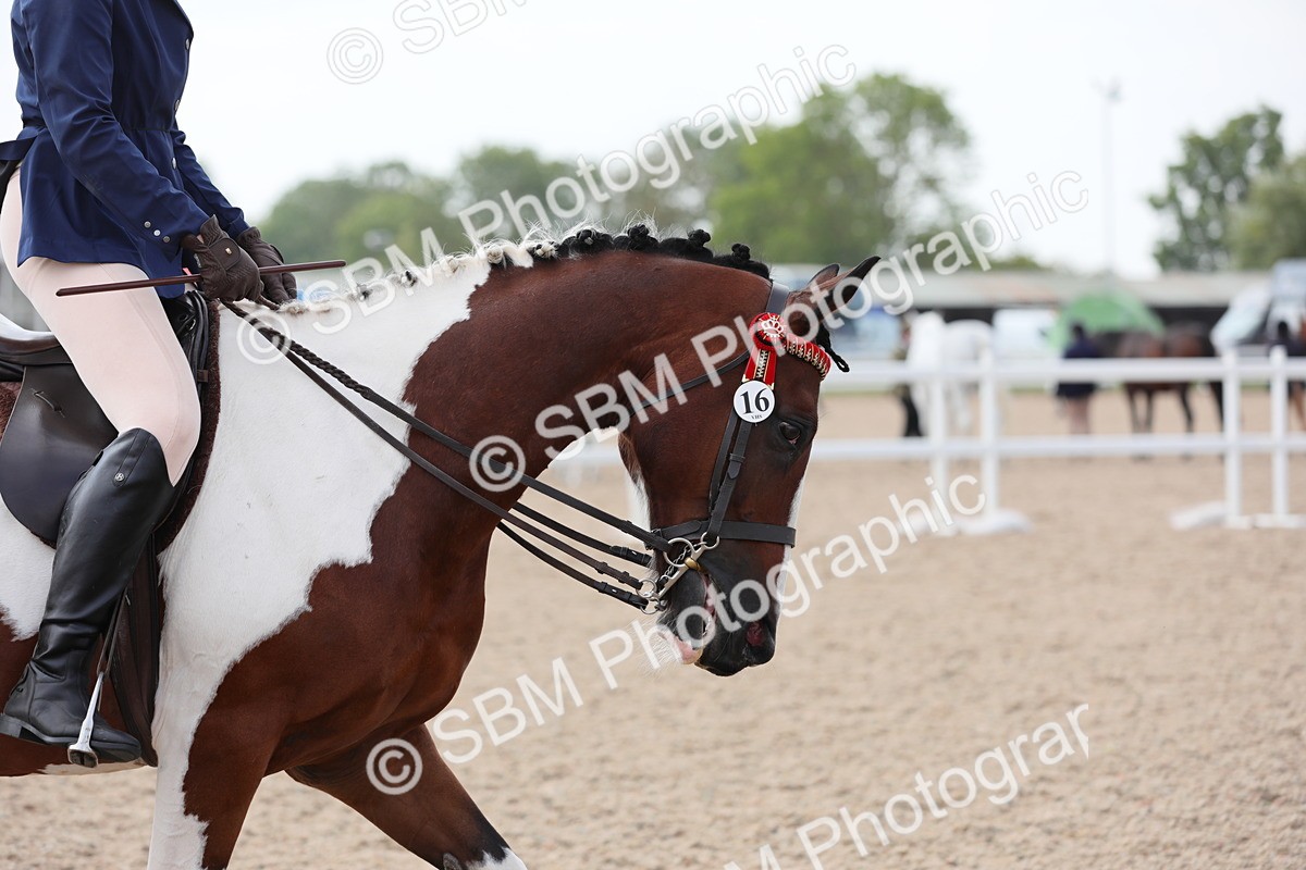 SBM_13449 - Class 308 Ridden Coloured Horse