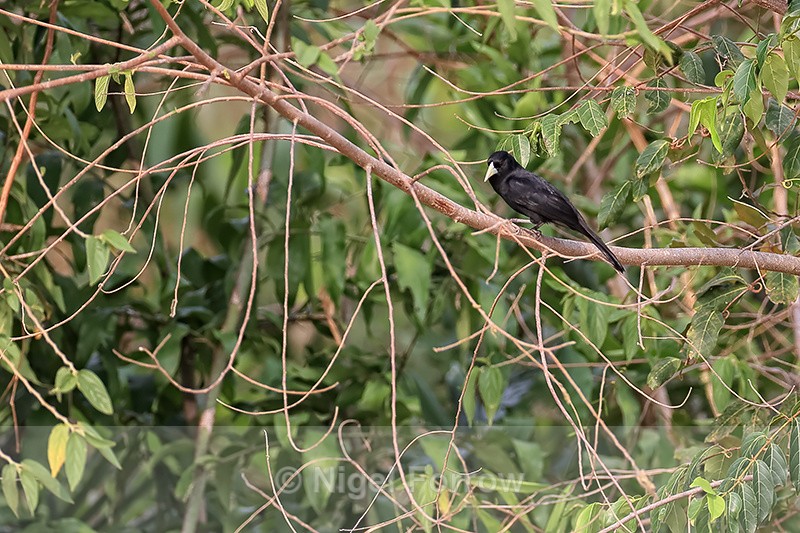 Solitary Black Cacique, Pantanal, Brazil - Solitary Black Cacique
