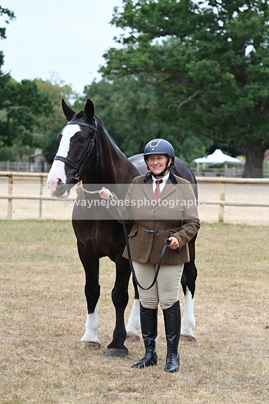 WJ7_0123 - Class 5a Most Handsome Gelding (above 14.2hh)
