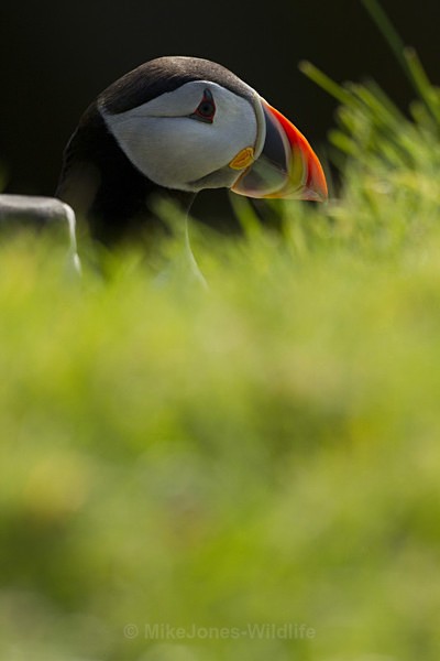 PUFFIN, LUNGA, TRESHNISH ISLES - PUFFINS, ISLE OF MULL