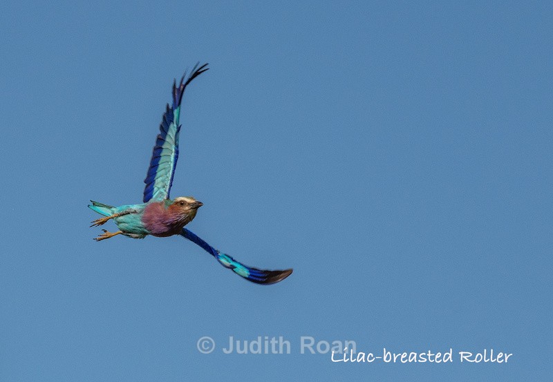  - South Africa Birds and Mammals
