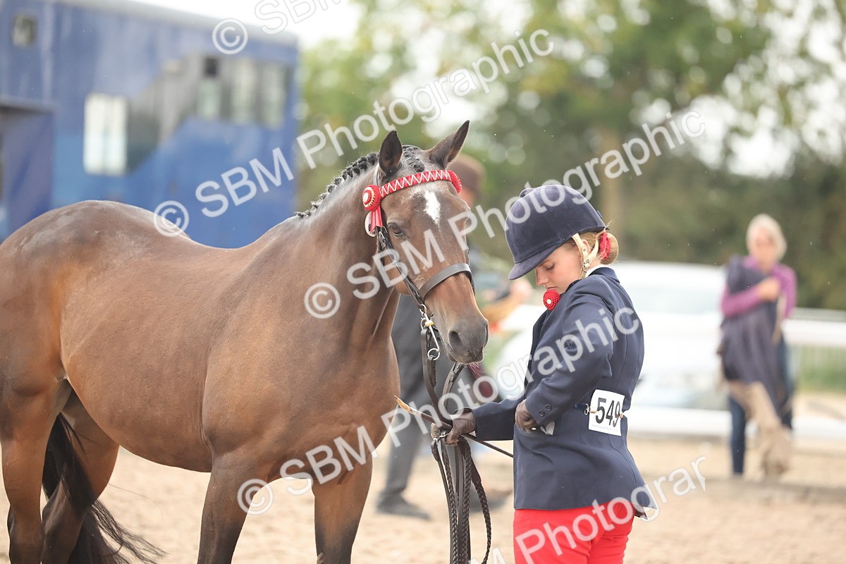 SBM_19421 - Class 317 - IH Pure Bred Horse-Pony