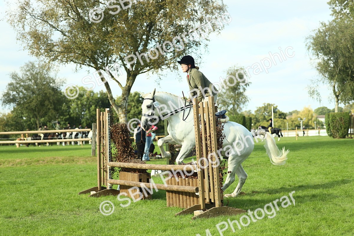 SBM_50550 - S33 - Working Hunter & Working Show Horse