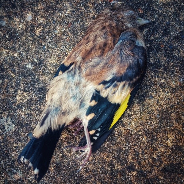 Deceased Goldfinch - Miscellaneous Gallery
